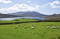 20. Sheep beside Killary fjord